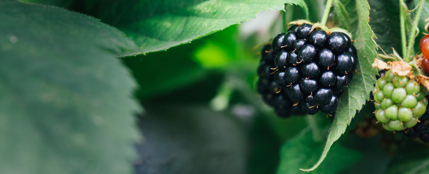Shenandoah Blackberry Festival | blackberries growing on a bush background leaves